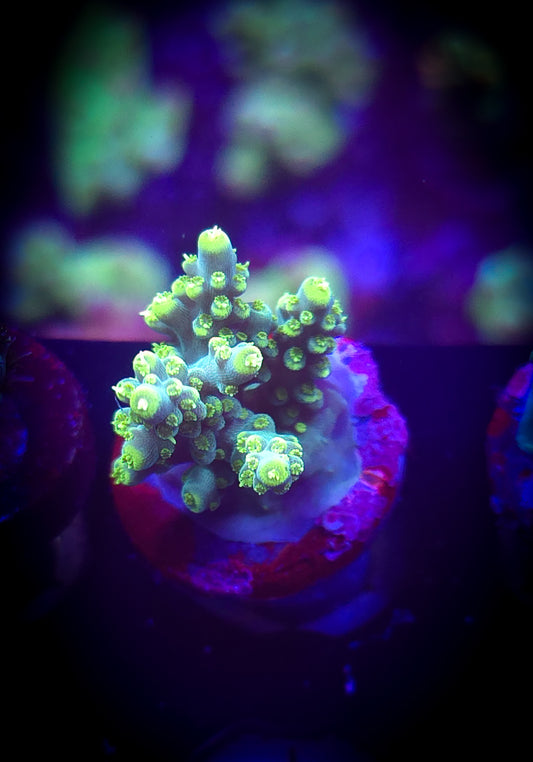 AC BC Dragonfly Acro #2 WYSIWYG