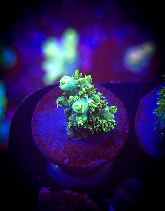 AC Equilibrium Acro WYSIWYG