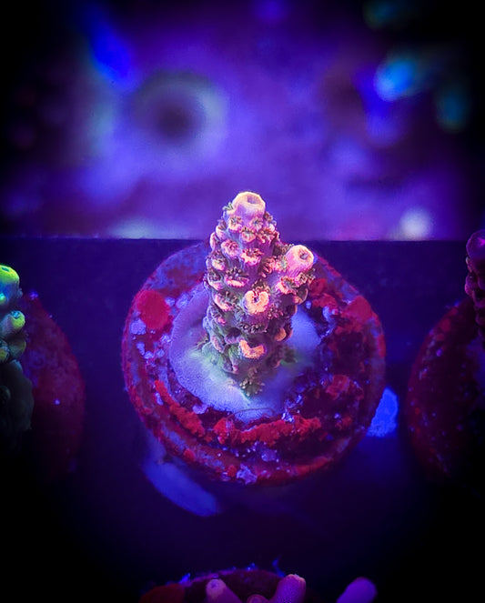 AC Poto Funfetti Acro WYSIWYG