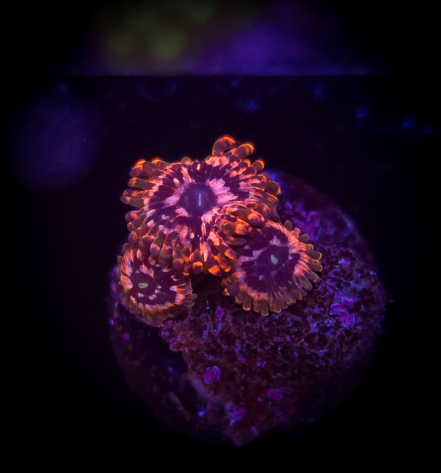 AC Utter Chaos Zoa #2 WYSIWYG