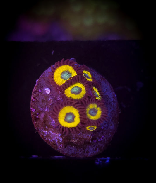 AC Belladonna Zoa WYSIWYG