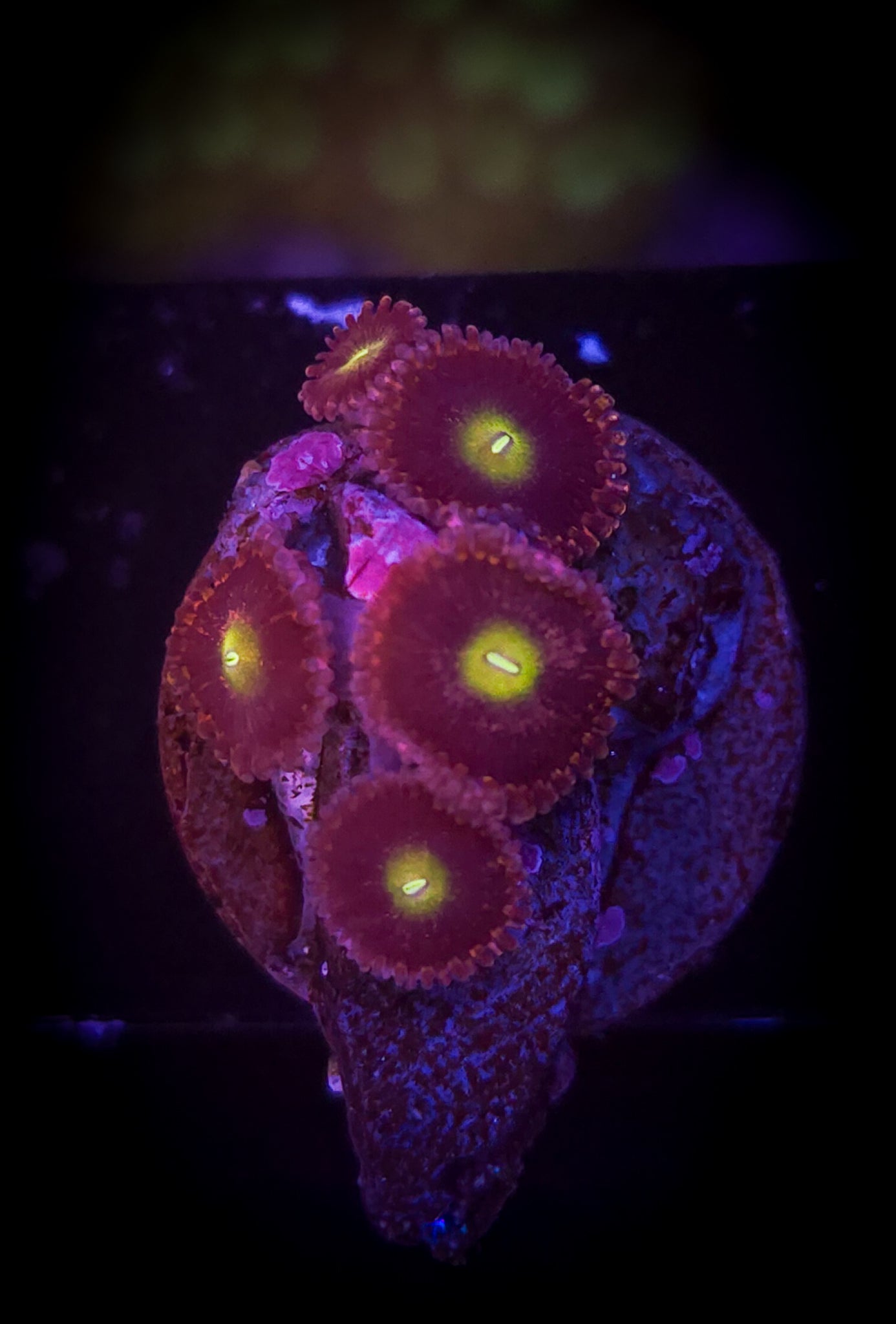 AC Bozo Birthday Zoa #2 WYSIWYG