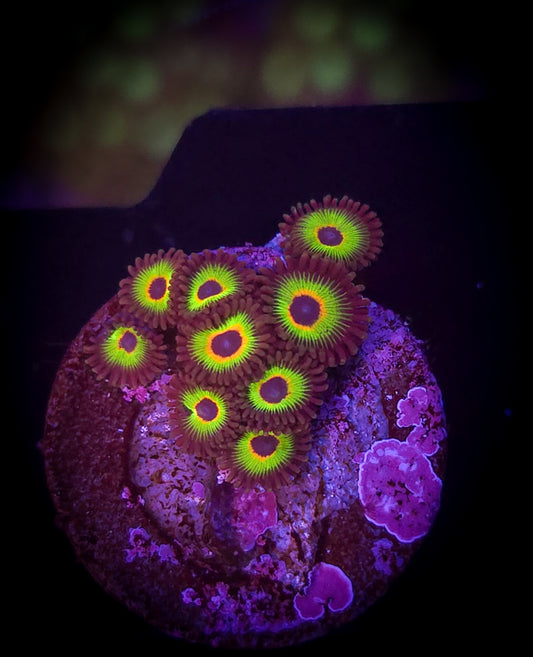 AC Bob Marley Zoa #2 WYSIWYG
