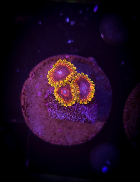 AC Jedi Mind Trick Zoa WYSIWYG