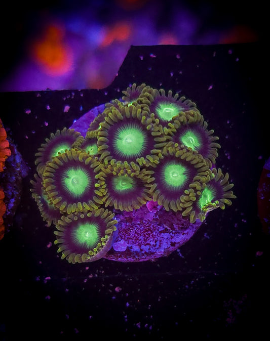 AC Dragoneye Zoa #2 WYSIWYG