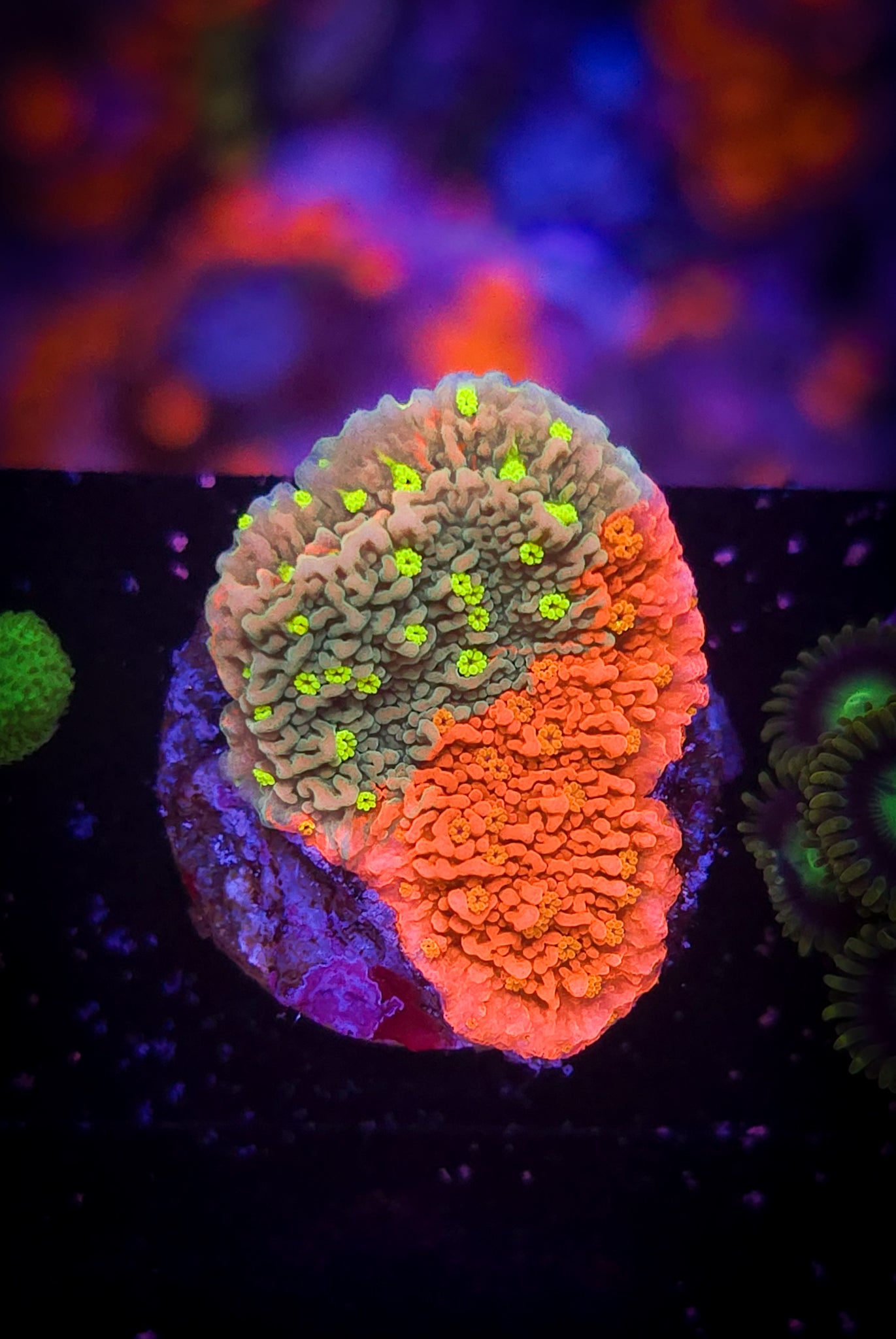 AC Grafted Sunfire Montipora #2 WYSIWYG