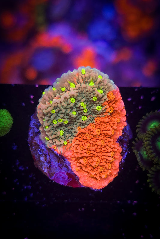 AC Grafted Sunfire Montipora #2 WYSIWYG