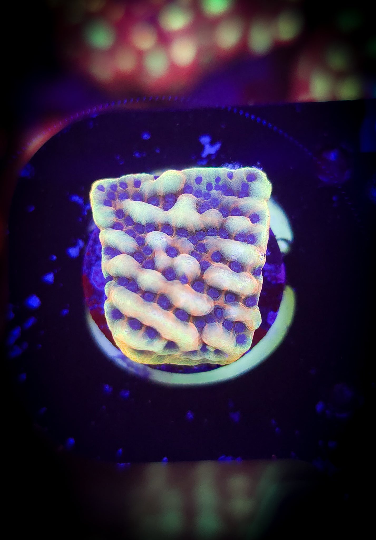 AC Crazy T Montipora WYSIWYG