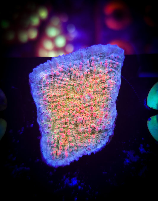 AC Dragonfruit Chalice #2 WYSIWYG