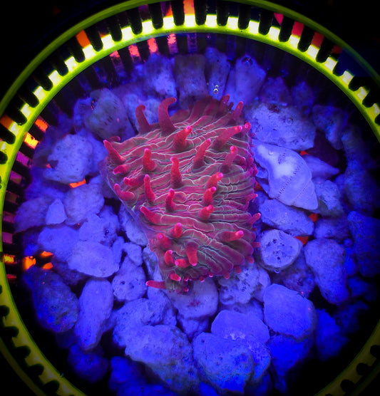 AC Colorblind Diaseris Plate WYSIWYG