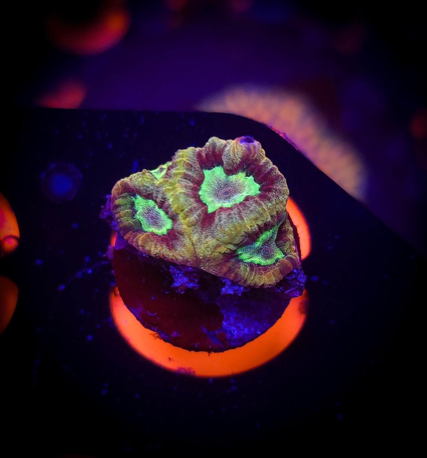 AC Gold Rush Favia WYSIWYG