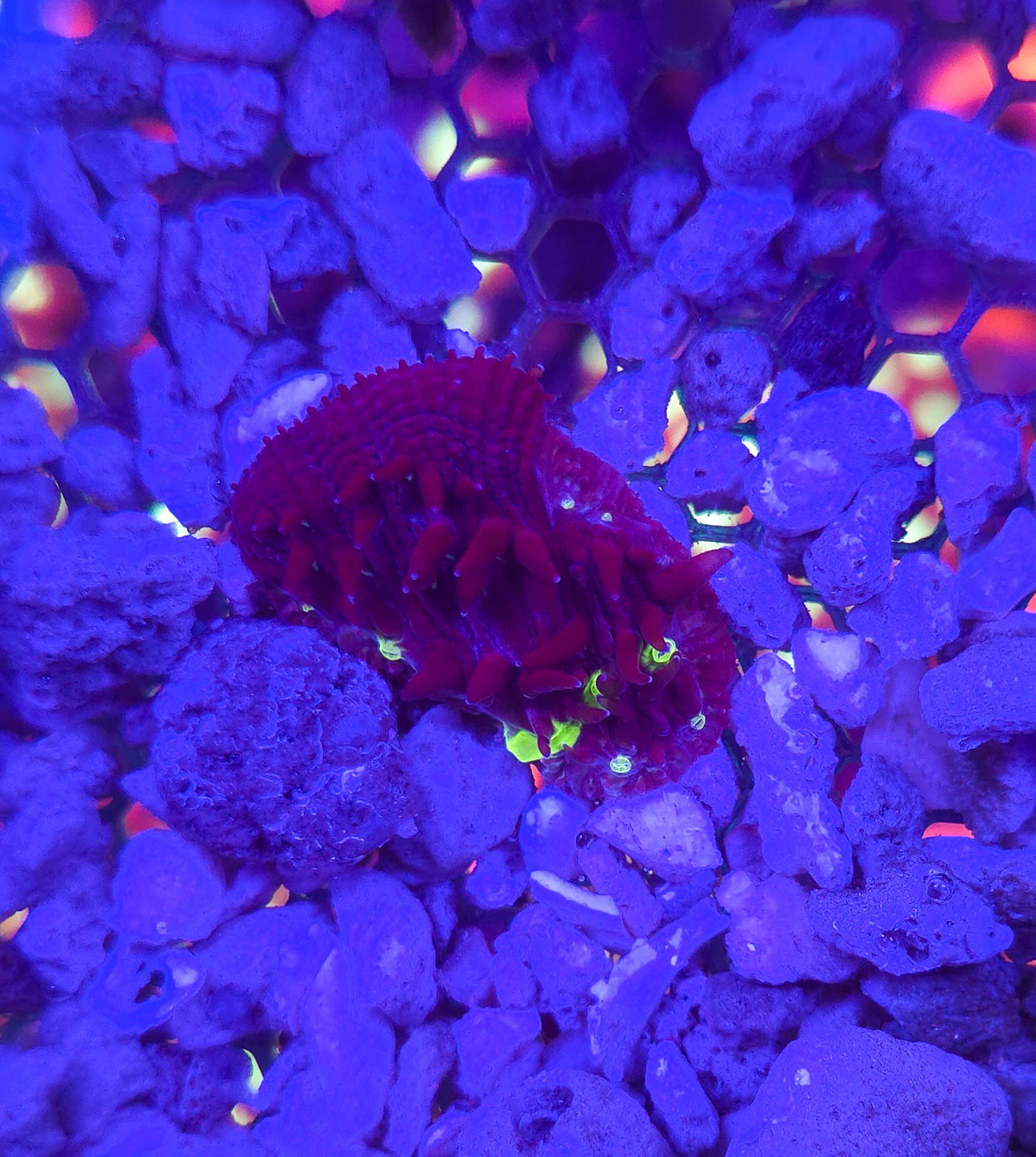 AC Neon Toxic Diaseris Plate #2 WYSIWYG