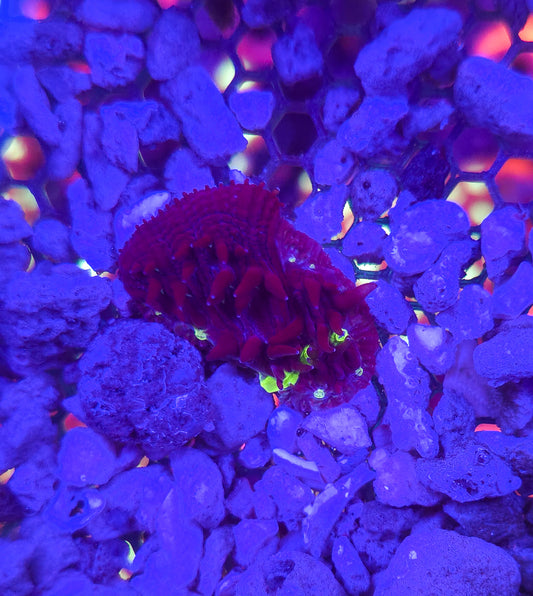 AC Neon Toxic Diaseris Plate #2 WYSIWYG