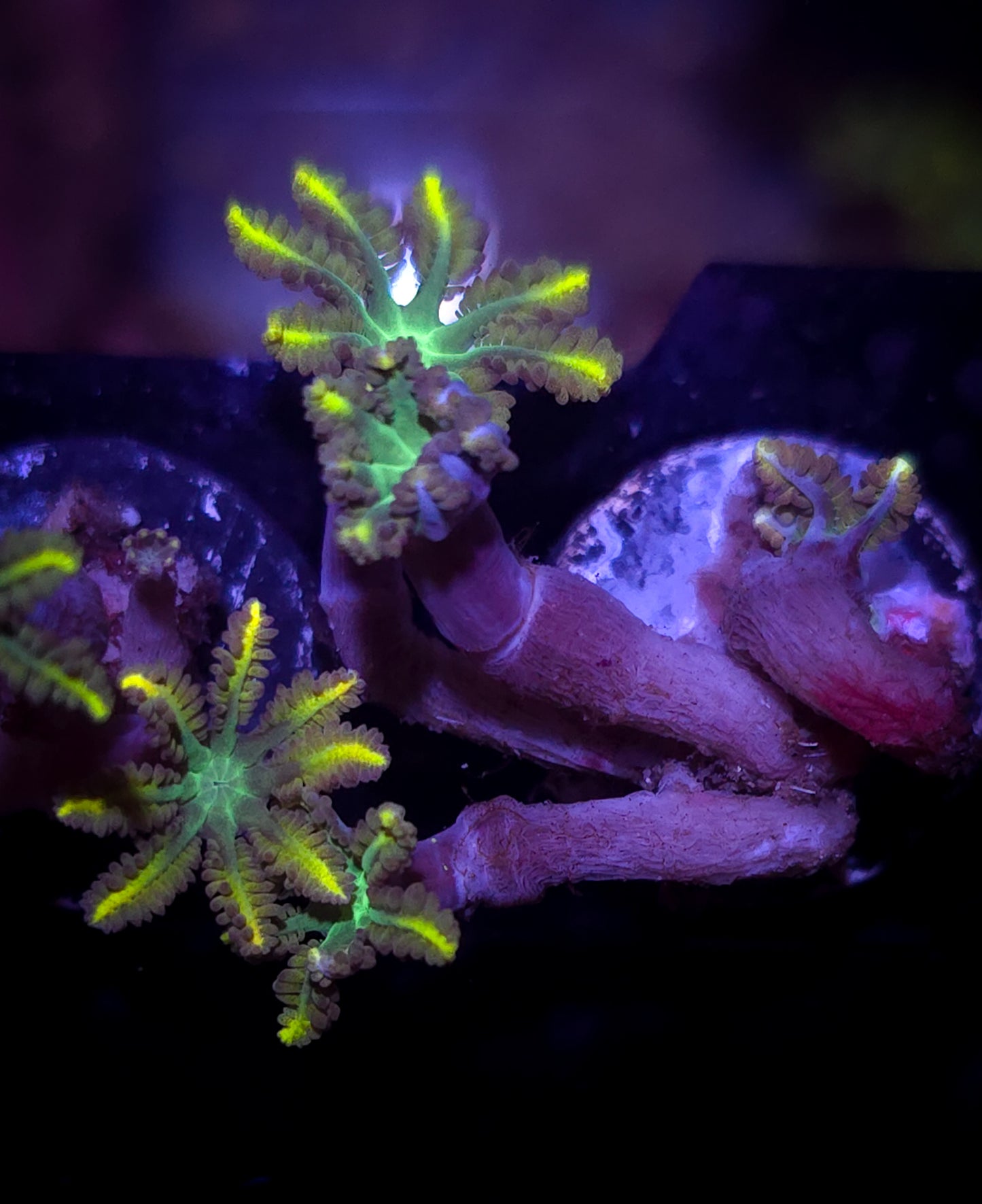 Coral : Clove Polyps : Yellow : WYSIWYG : AC