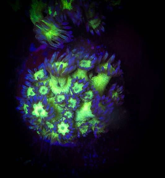 AC UC Space Glitter Goniopora WYSIWYG