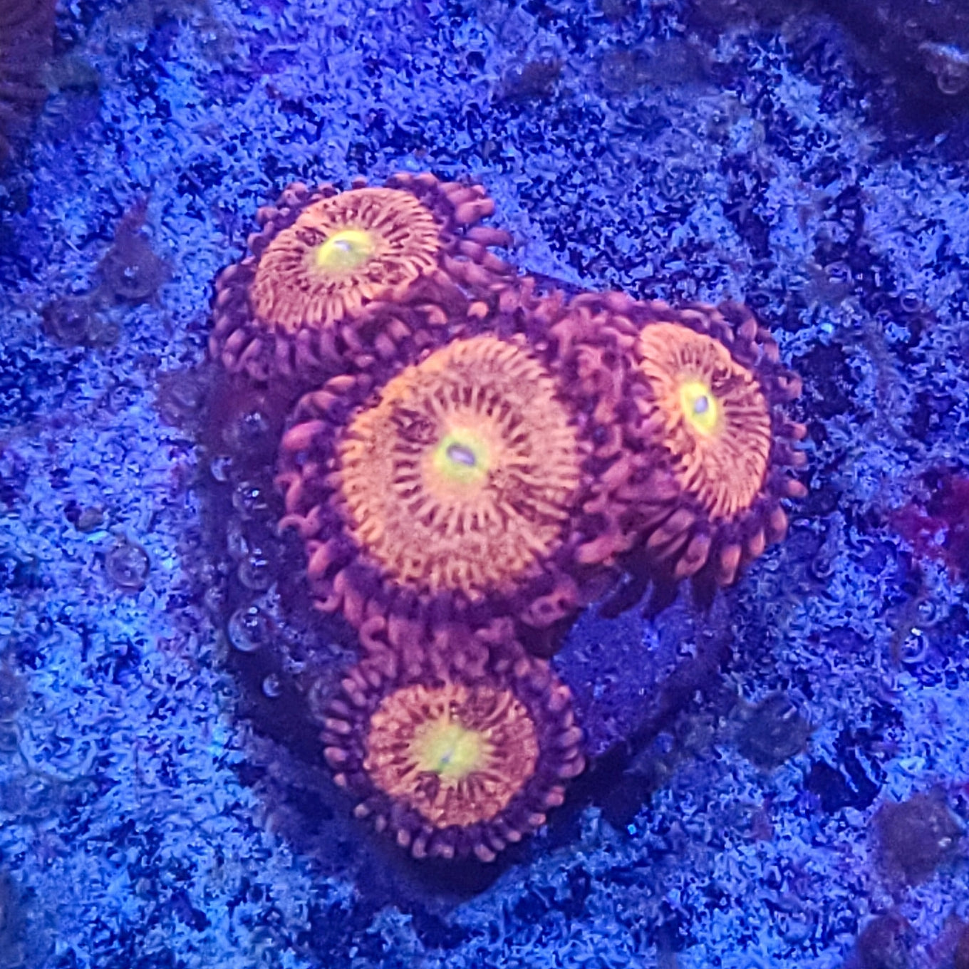Zoanthid:  Alien Anti-Venom 022 12F