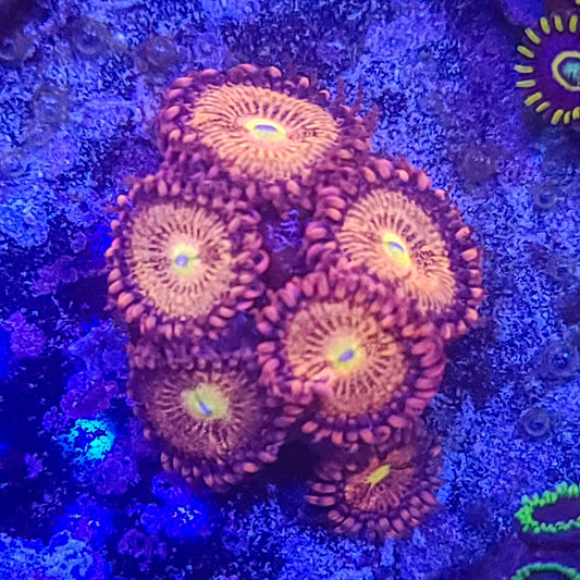 Zoanthid:  Alien Anti-Venom 022 7F