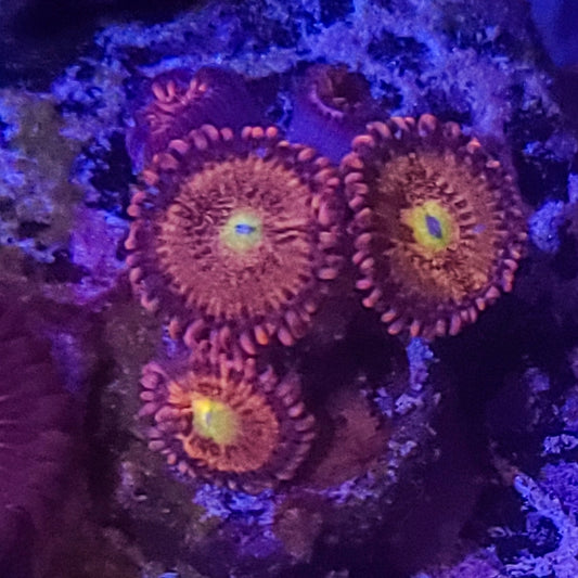 Zoanthid:  Alien Antivenom  023 1A