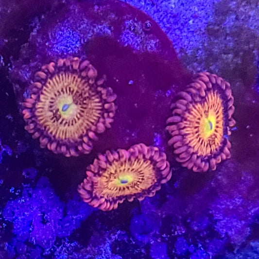 Zoanthid:  Alien Antivenom  023 2B