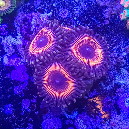 Zoanthid:  Armor of God 022 8B
