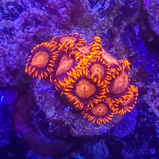 Zoanthid:  Bam Bams  022 2D