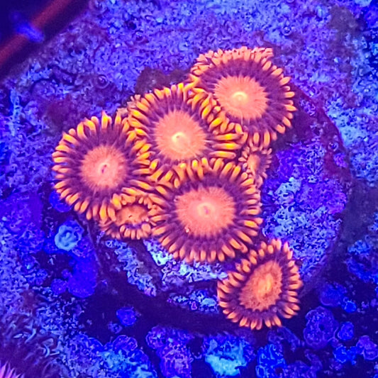 Zoanthid:  Bam Bams  022 12A