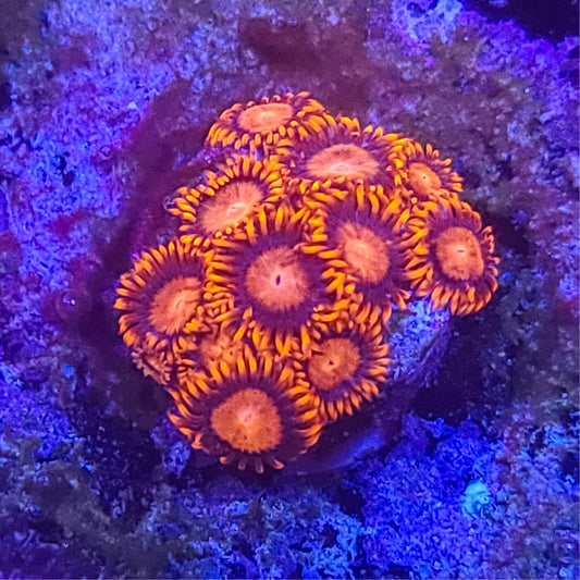 Zoanthid:  Bam Bams  022 14C