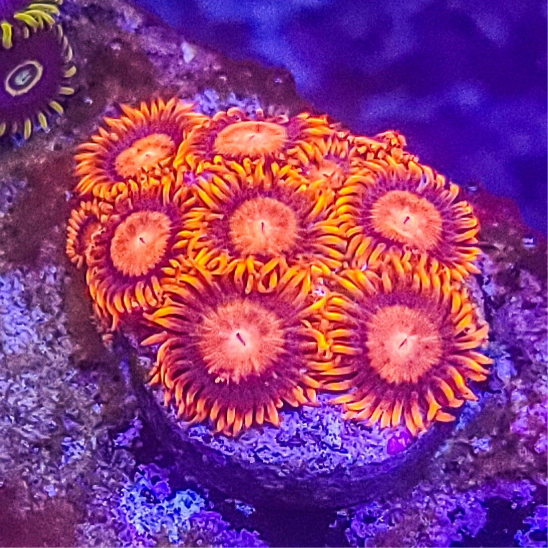 Zoanthid:  Bam Bams  022 15C