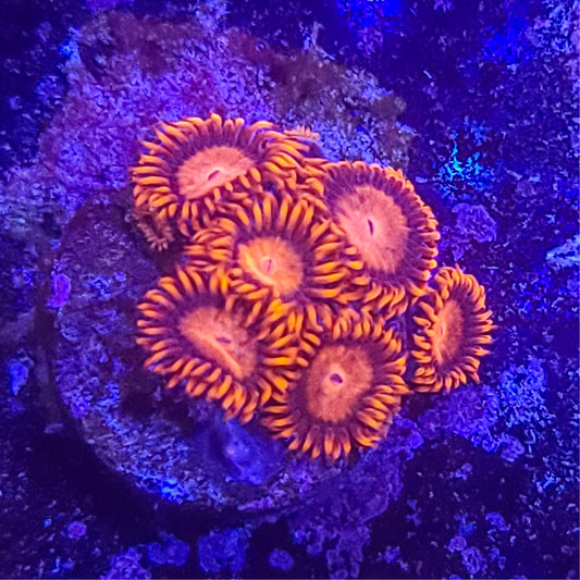 Zoanthid:  Bam Bams  022 3D