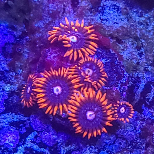 Zoanthid:  Fire and Ice 022 13D