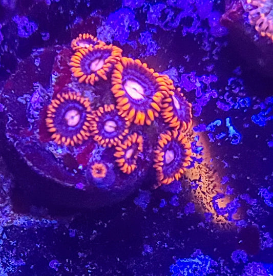 Zoanthid:  Fire and Ice 022 2A