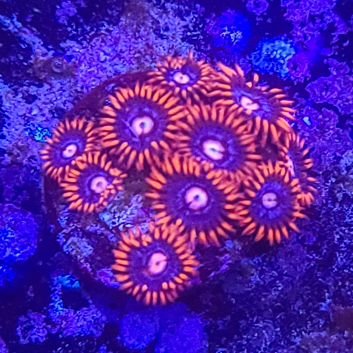 Zoanthid:  Fire and Ice 022 4E