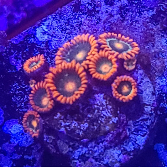 Zoanthid:  Gatorade  022 10A