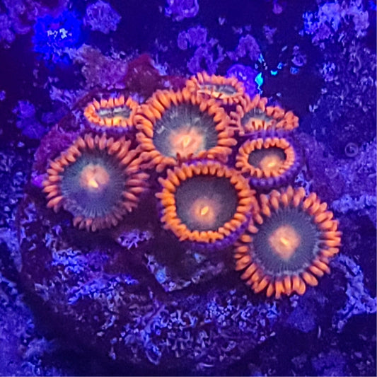 Zoanthid:  Gatorade  022 1E