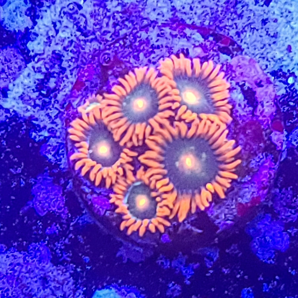 Zoanthid:  Gatorade  022 6B