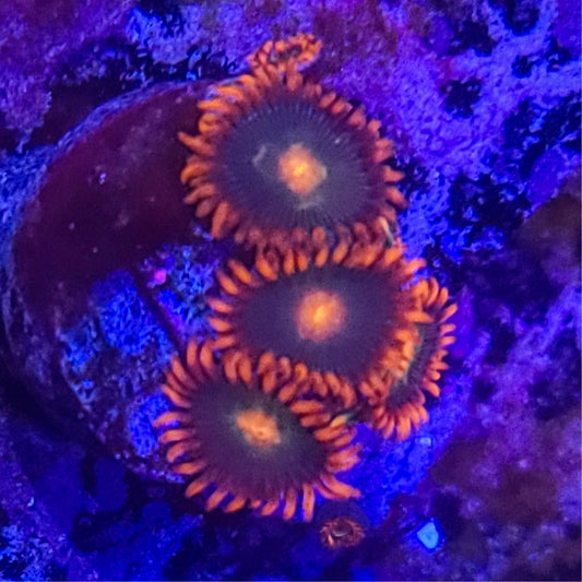 Zoanthid:  Gatorade  023 2A