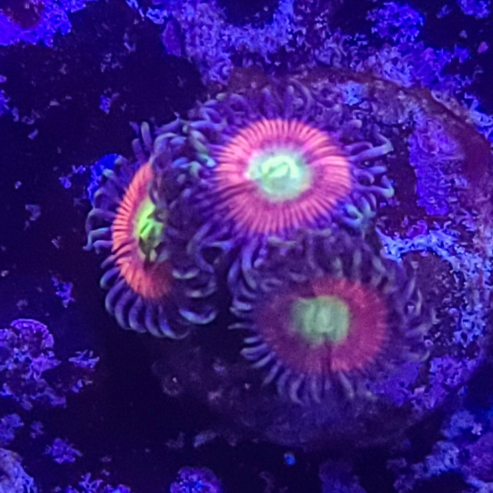 Zoanthid:  Gobstopper  022 1A