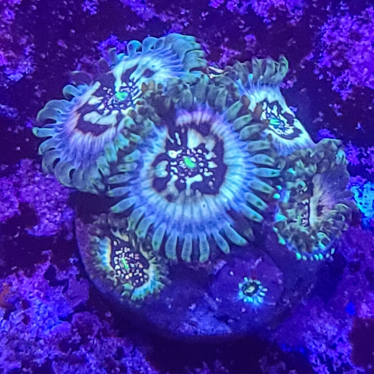 Zoanthid:  Hawaiian Ding Dang 023 11E