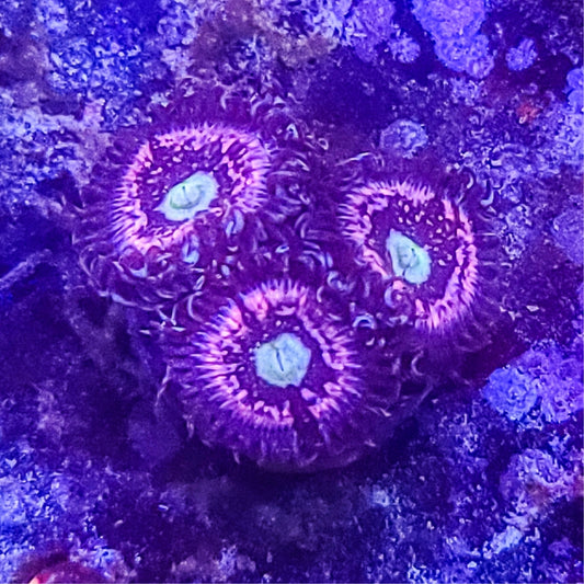 Zoanthid:  Pink Constellation  022 1G