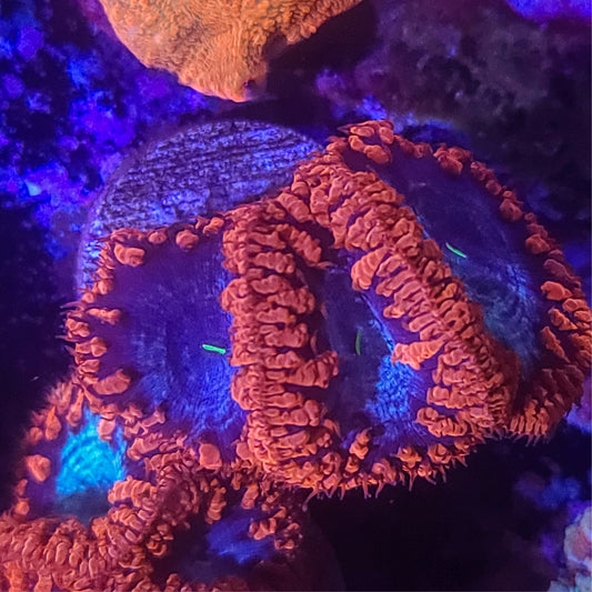 Blastomussa:  Fire In The Sky 024 13I