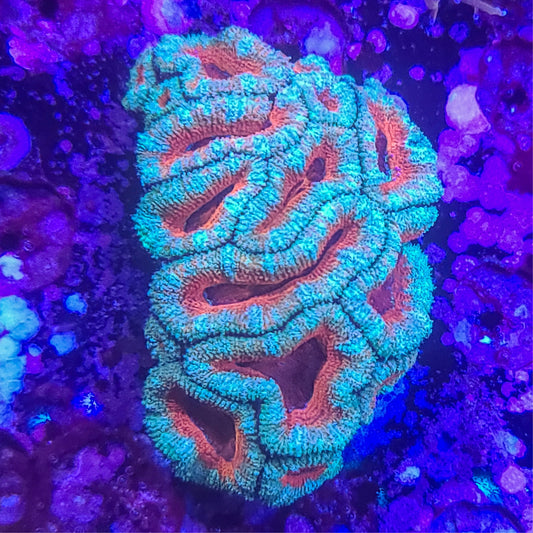 Acan:  Islands in Sea Foam Mini Colony 024 7D