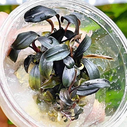 Plant : Bucephalandra Brownie Blue : Tissue Culture