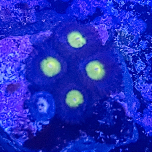 Zoanthid:  AOI 023 3A