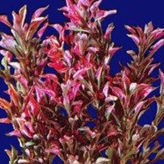 Alternanthera Bettzickiana Red: Lead Bunch