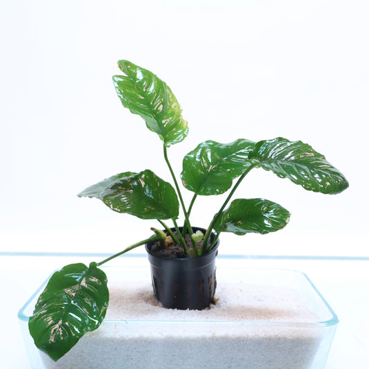 Anubias Barteri Wrinkle Leaf:  Pot