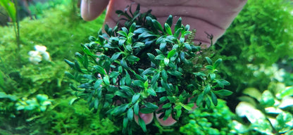 Anubias Chili Jalapeno: Pot