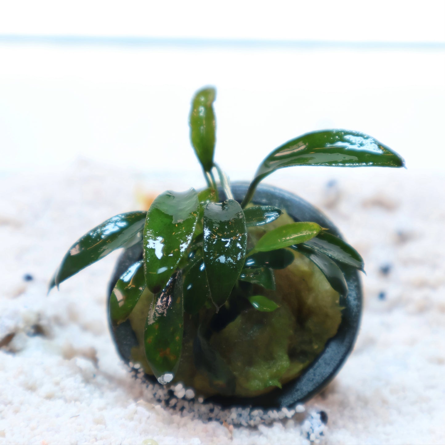 Anubias Chili Jalapeno: Pot