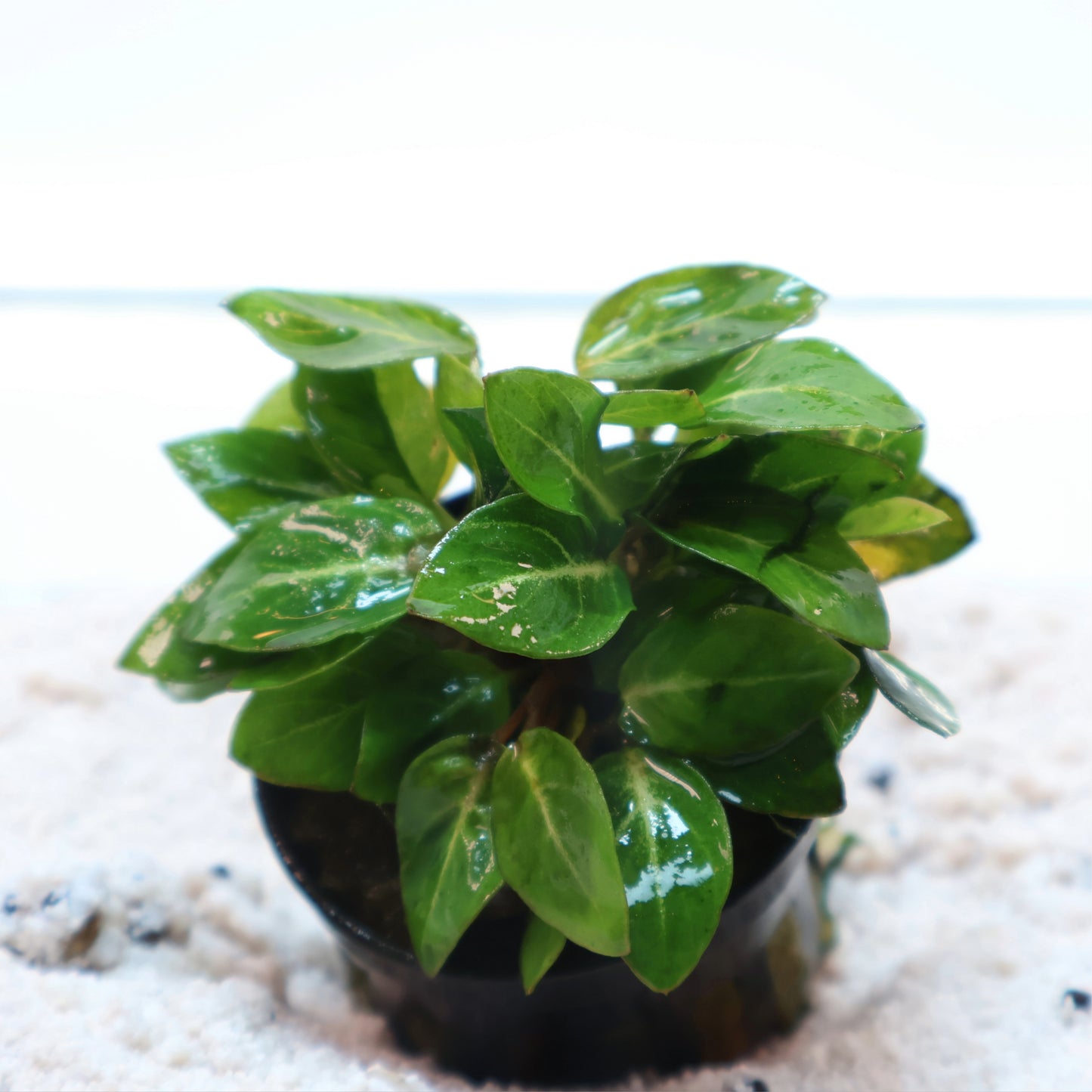 Anubias Giant Stardust:  Pot