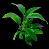 Anubias Minima: Pot