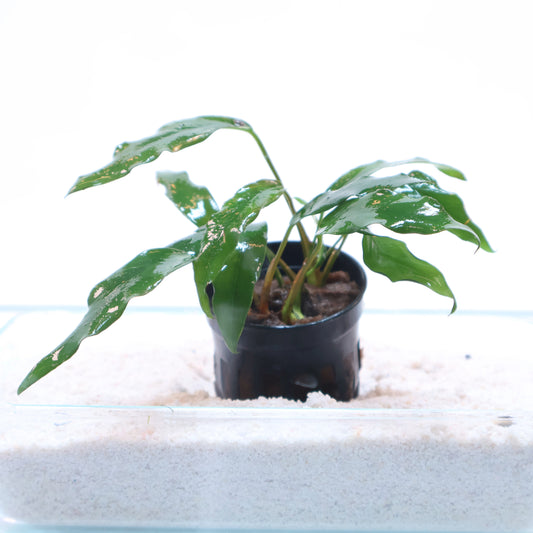 Anubias Minima: Pot